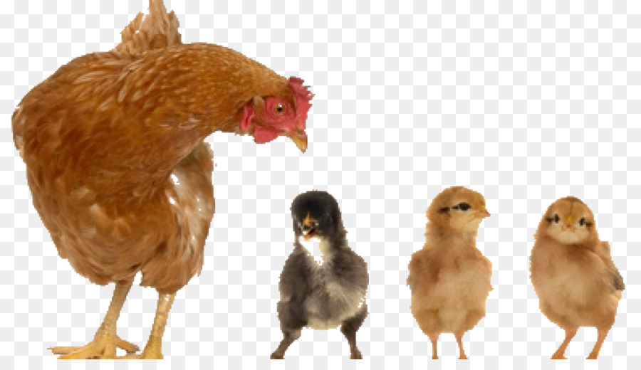 الدجاج，الأسهم التصوير PNG