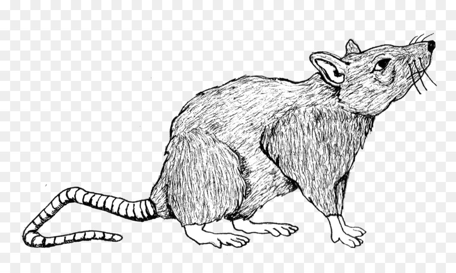 فأر，الفأر PNG