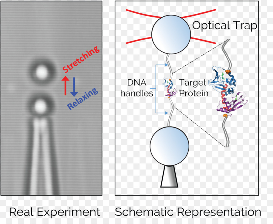 البصرية ملاقط，Singlemolecule التجربة PNG