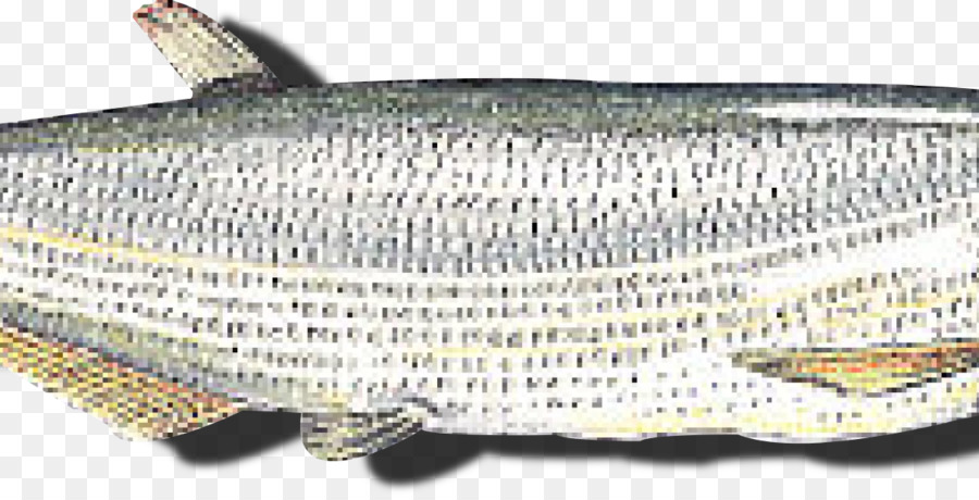 سمك السردين，الأسماك الزيتية PNG