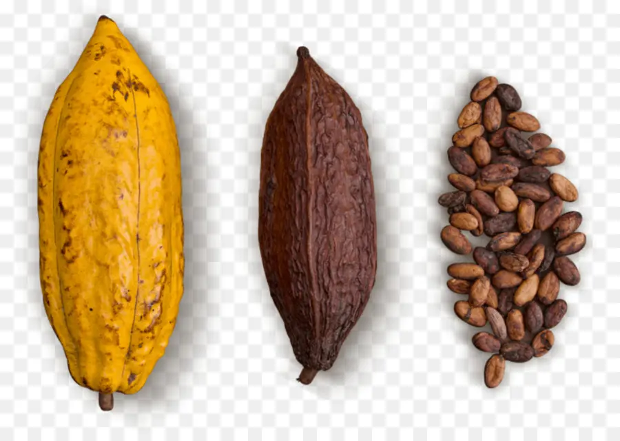 حبوب الكاكاو，الشوكولاته PNG