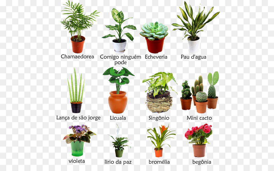 حديقة ل Houseplant النباتات صورة بابوا نيو غينيا