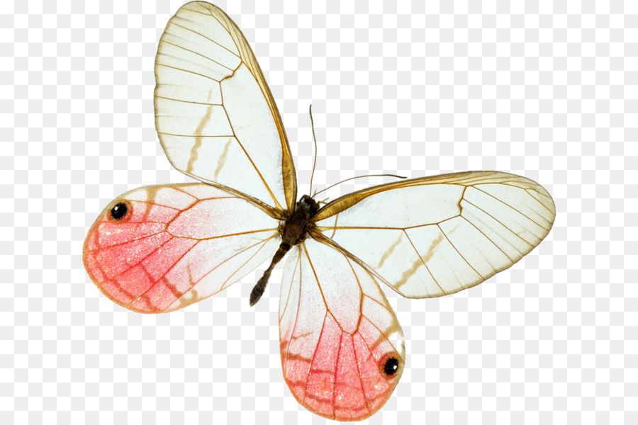 Brushfooted الفراشات，أيقونات الكمبيوتر PNG