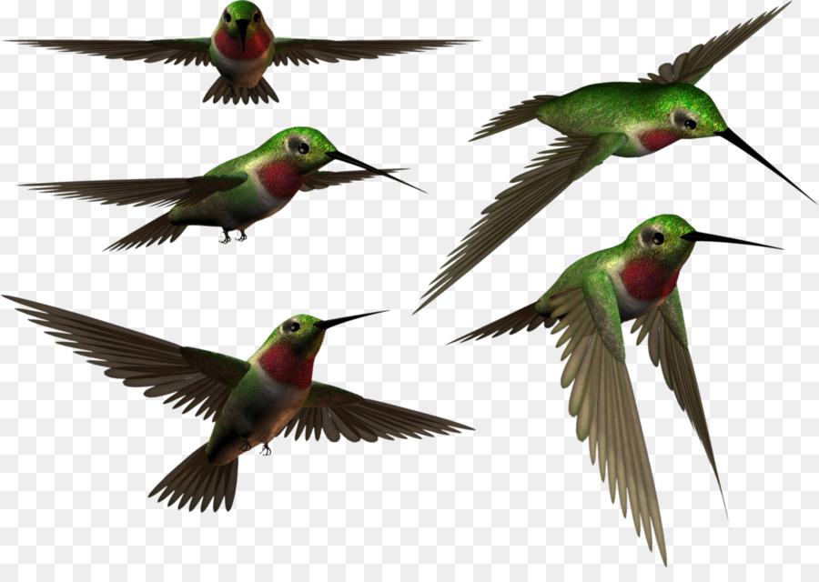 طائر，الطائر الطنان PNG