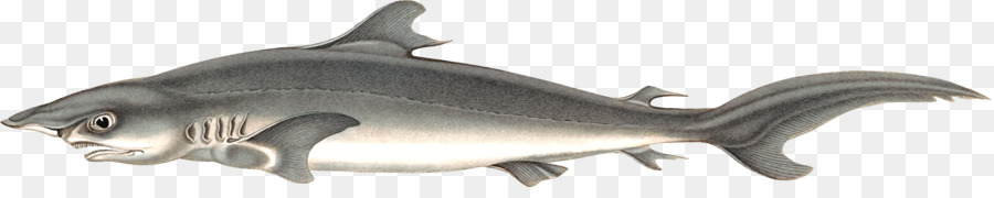 قداس أسماك القرش，حريري القرش PNG