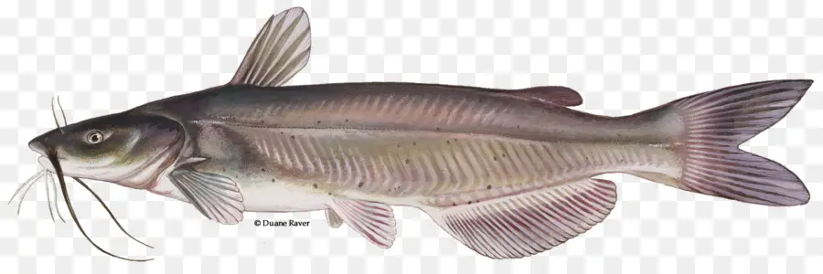 قناة سمك السلور，سمك السلور PNG