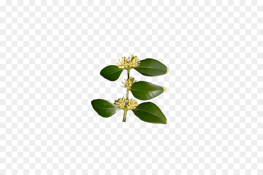 Sempervirens Buxus，ورقة PNG