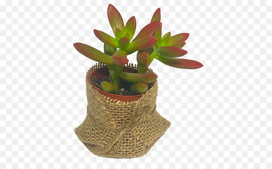 نبات عصاري，ل Houseplant PNG