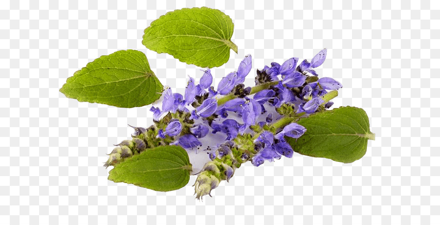 Plectranthus Barbatus，فورسكولين PNG