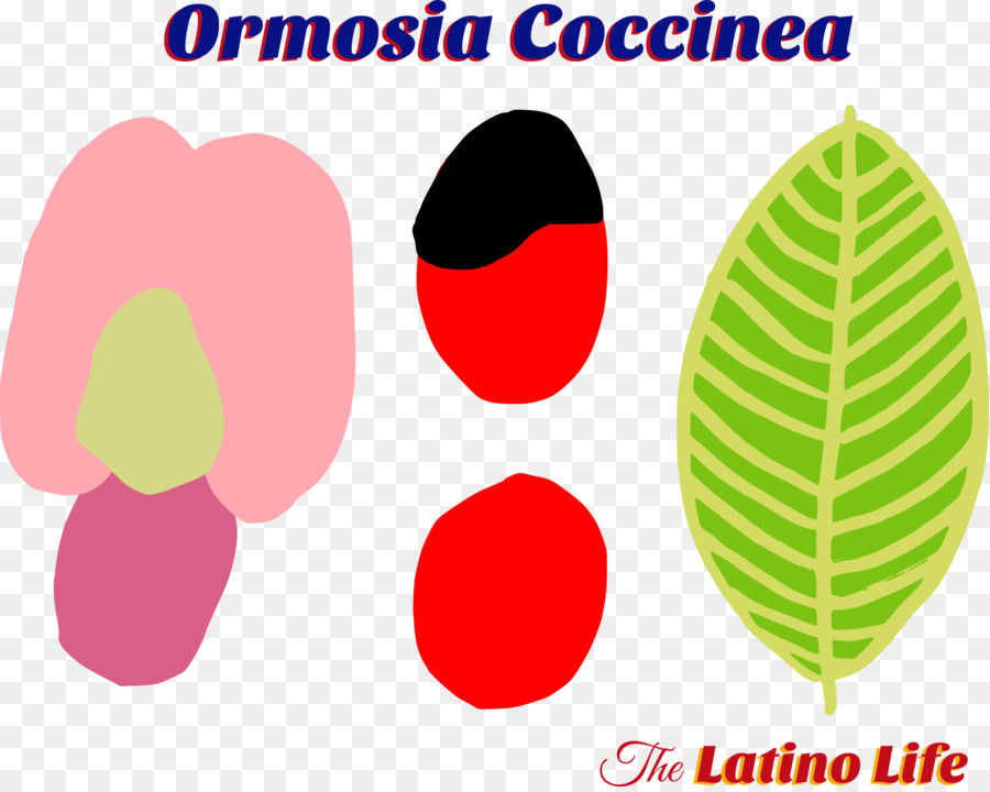 Orcosia Coccinea，البذور PNG