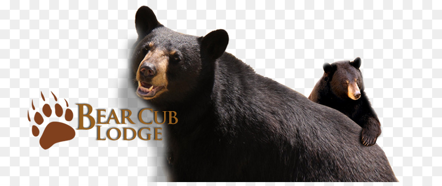 إلك الينابيع الدب نادي Lodge，الدب الأسود الأمريكي PNG