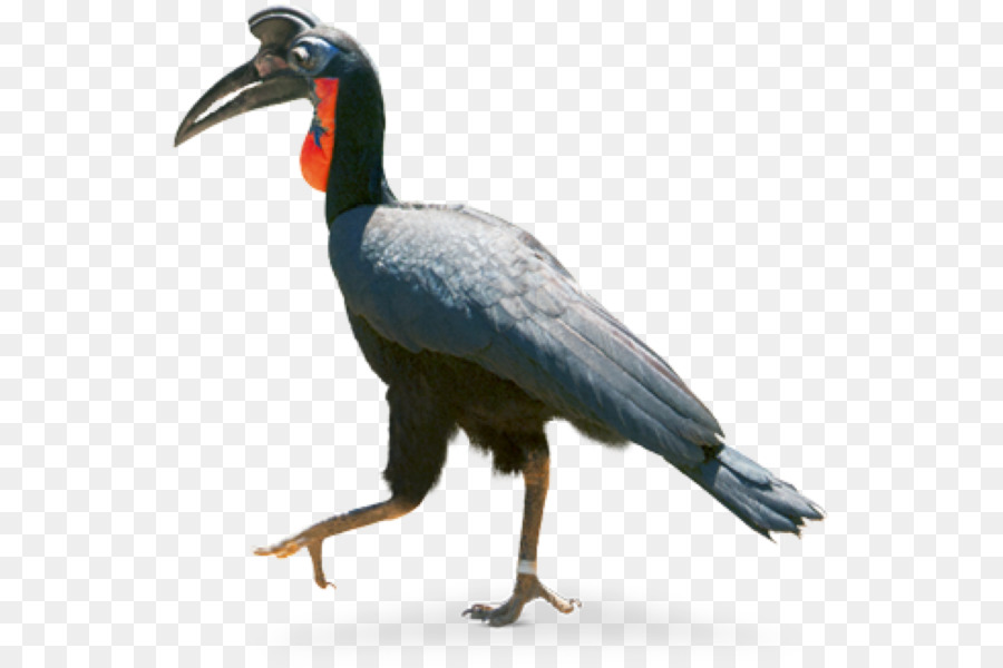 و Hornbill，الحبشي و Hornbill الأرض PNG