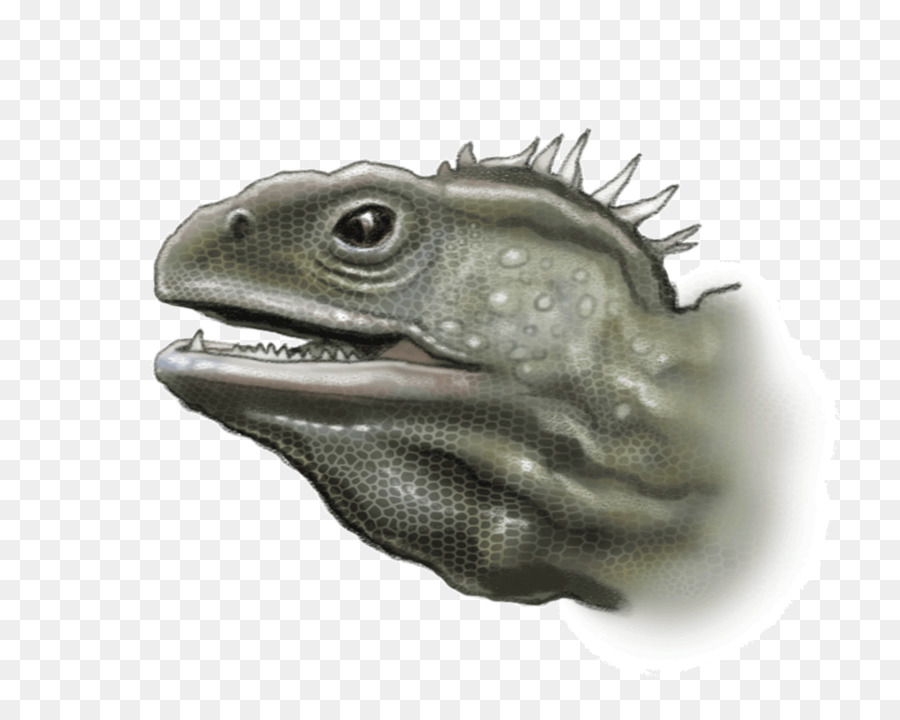 الزواحف，Tuatara PNG