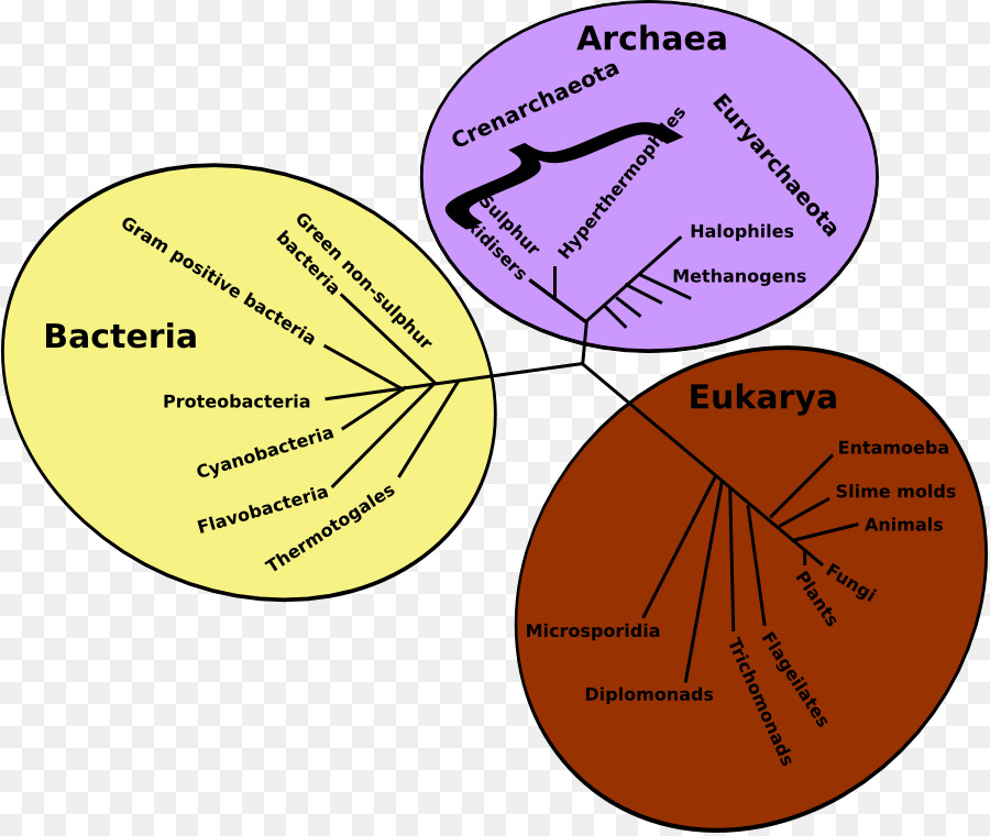 شجرة النشوء والتطور，البكتيريا PNG