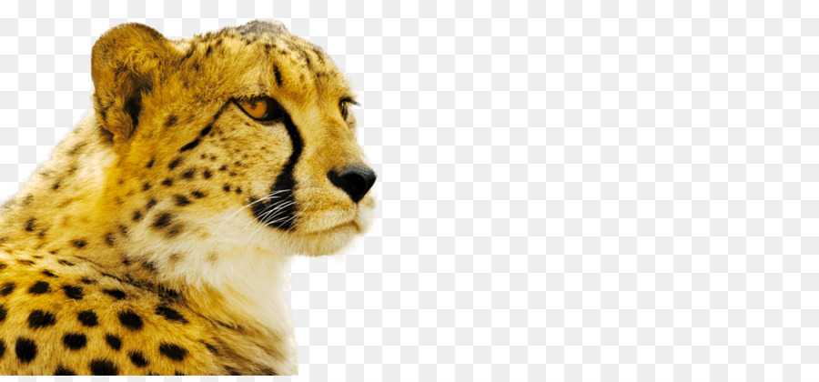 الفهد，القط PNG