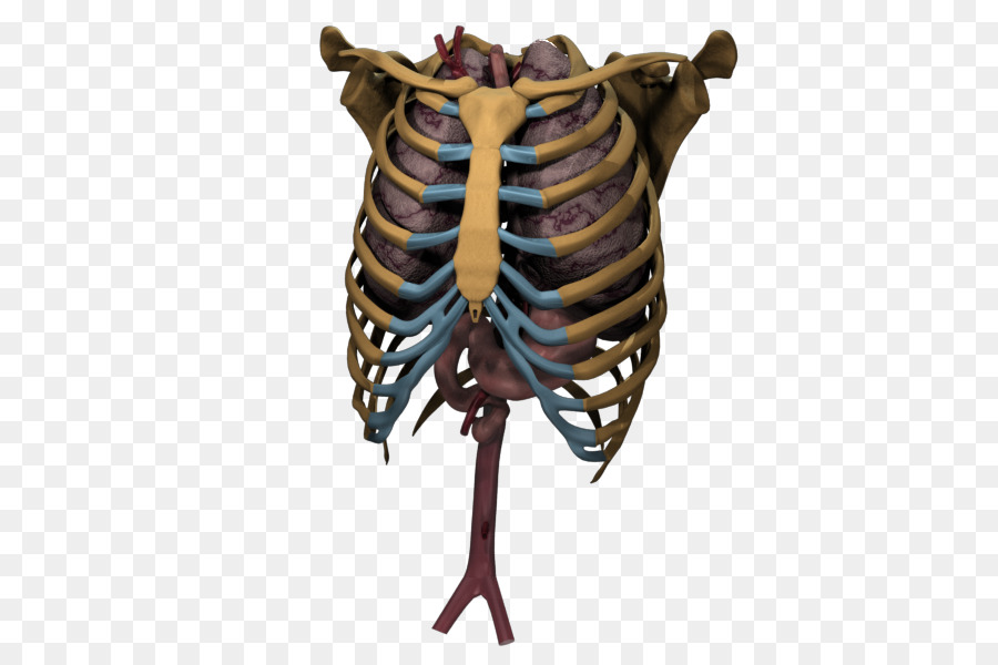 الهيكل العظمي，العظام PNG
