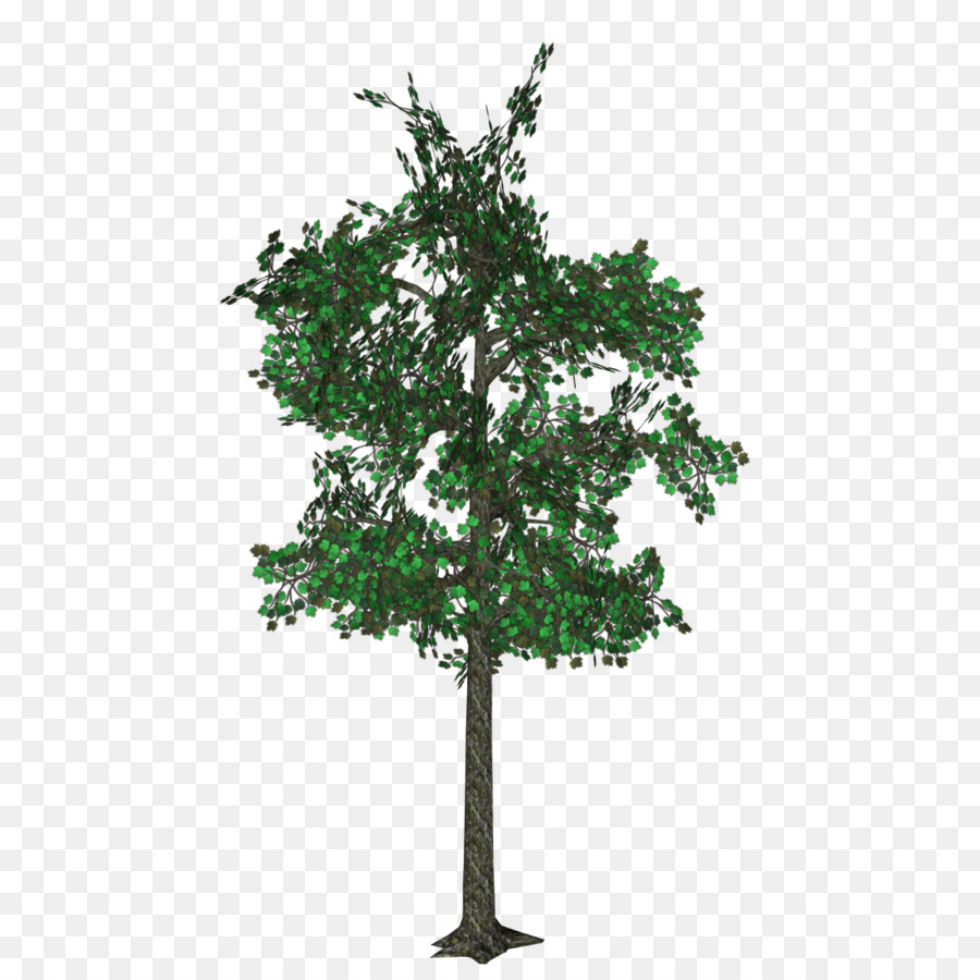 الإنجليزية البلوط，شجرة PNG