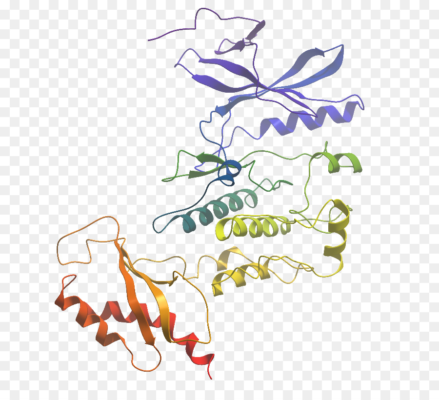 التصميم الجرافيكي，Wnk يسين نقص البروتين كيناز 3 PNG