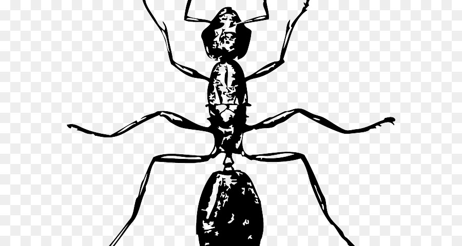 النمل，الرسم PNG