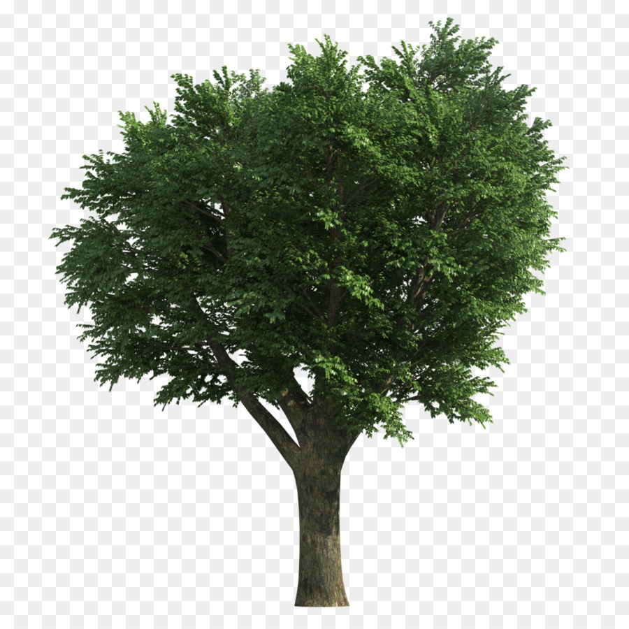 شجرة，الرماد PNG