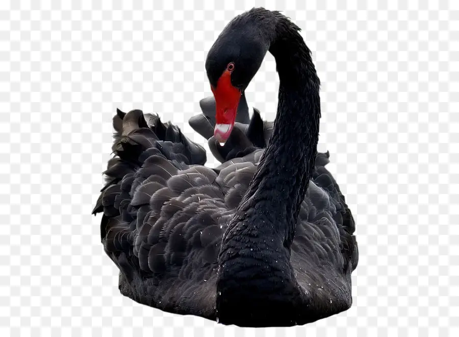 البجعة السوداء，الطيور PNG