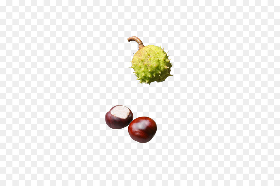 الأوروبي Horsechestnut，كستناء Hippocastanum و Baumanii PNG