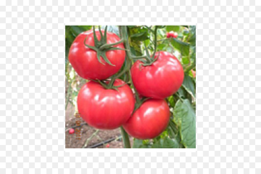 البذور，الطماطم PNG