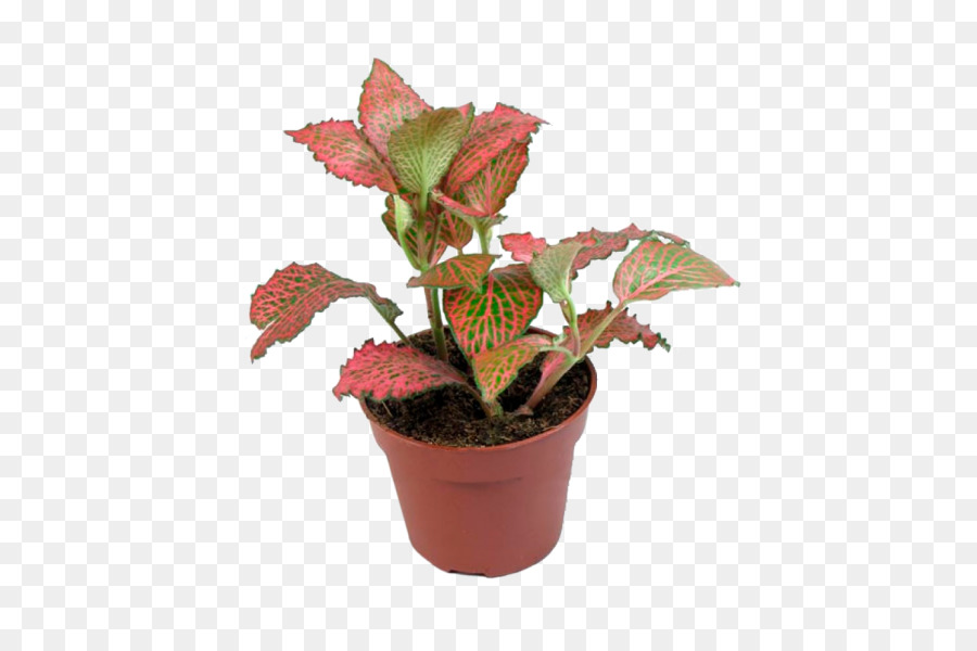 لتناسب，ل Houseplant PNG