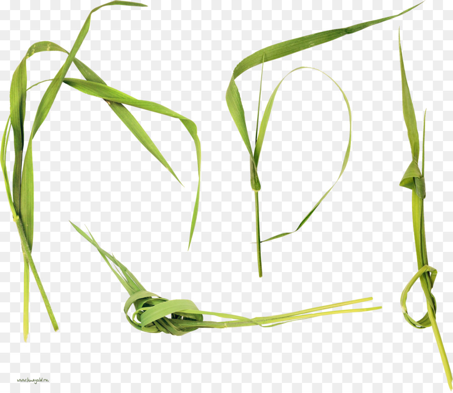 العشب الحلو，الجذعية النباتية PNG