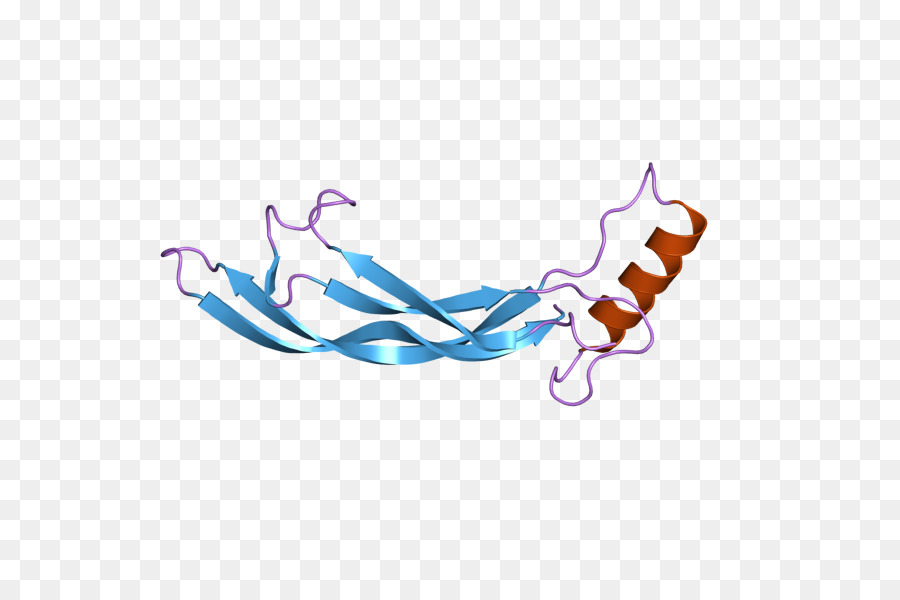 Gdf2，عظم مخلق البروتين PNG