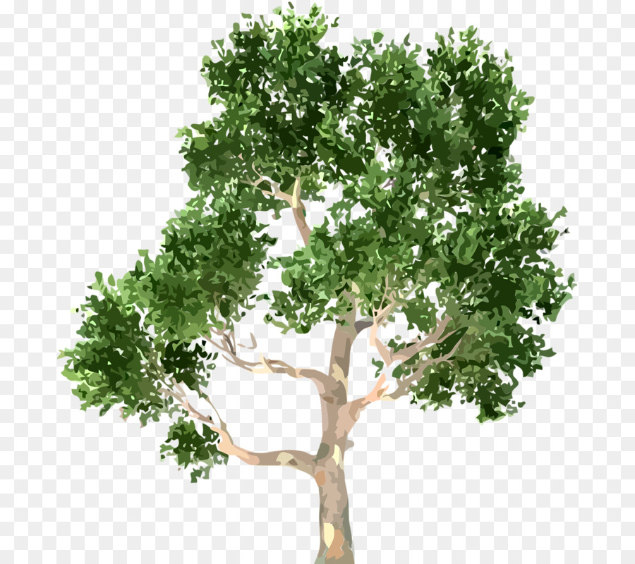 شجرة，شجيرة PNG