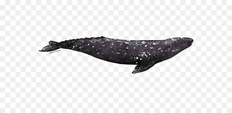 Tucuxi，الحوت الرمادي PNG