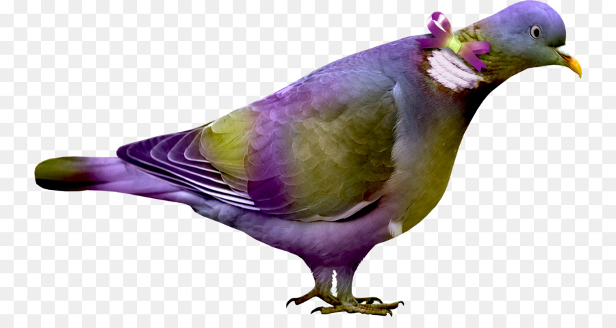 الطيور，اللون PNG