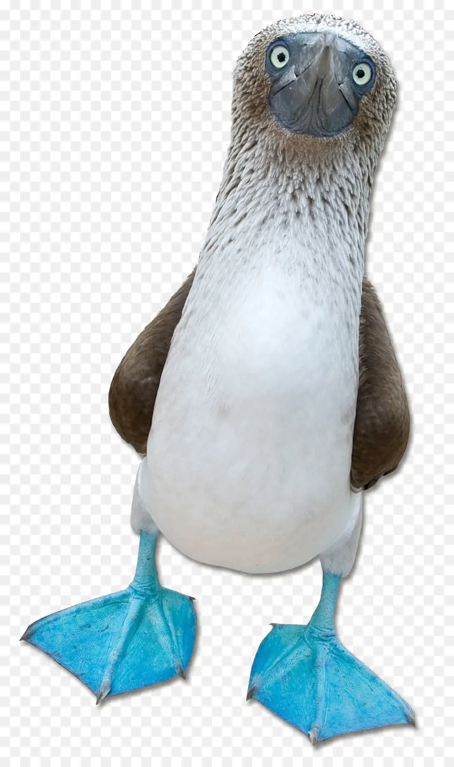 الخداعية，Bluefooted الخداعية PNG