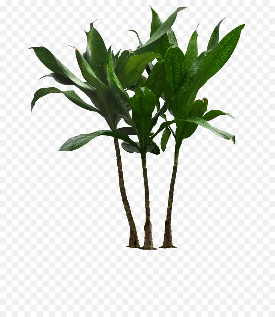 ل Houseplant，زهور PNG