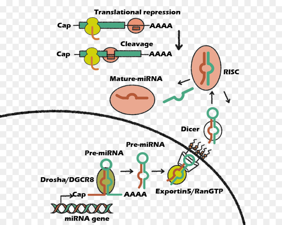 Microrna，Mirn21 PNG