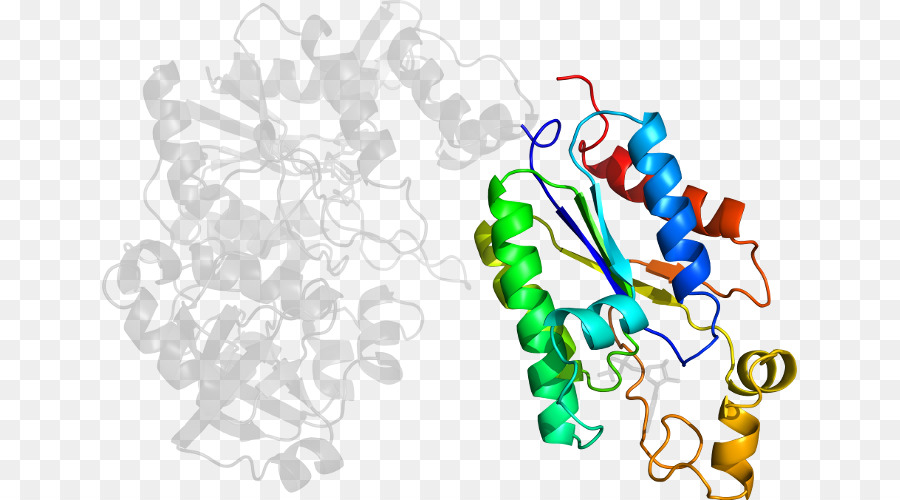 هيكل البروتين，جزيء PNG