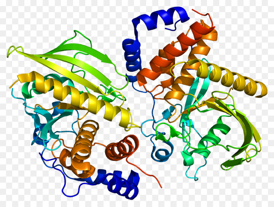 Ptpn9，بروتين تيروزين الفوسفاتيز PNG