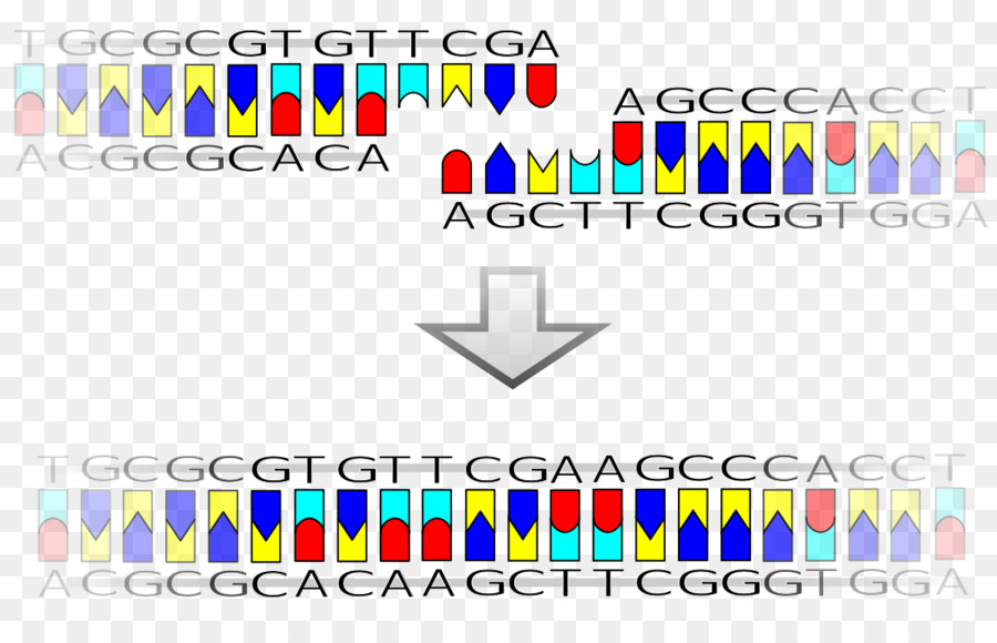 تسلسل الحمض النووي，علم الوراثة PNG