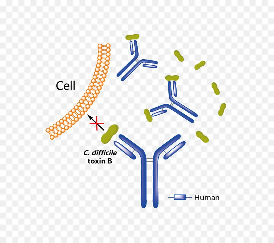 بزلوتوكسوماب，الأجسام المضادة وحيدة النسيلة PNG
