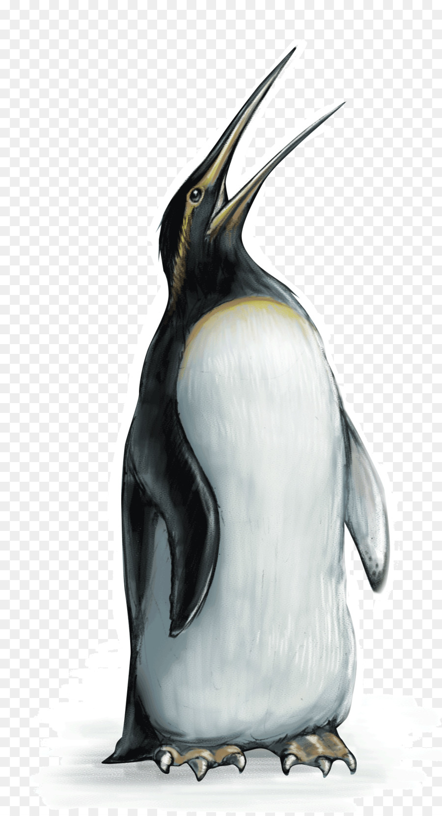 الملك البطريق，الطيور PNG