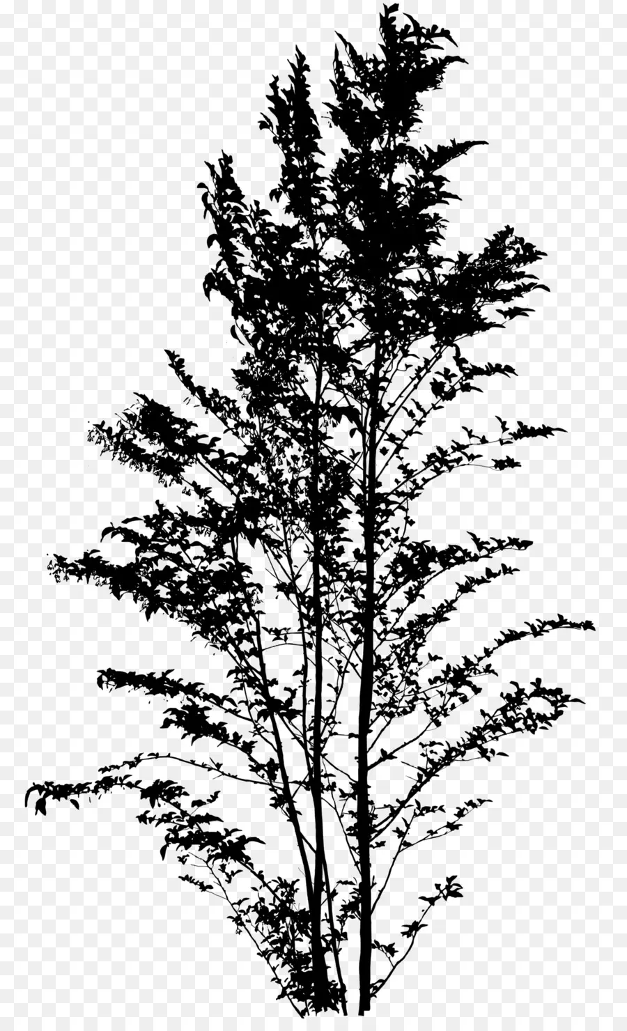 شجرة التنوب，اليابانية سنوبيل PNG