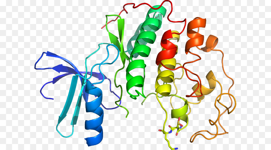 Cyclindependent كيناز 2，البروتين PNG
