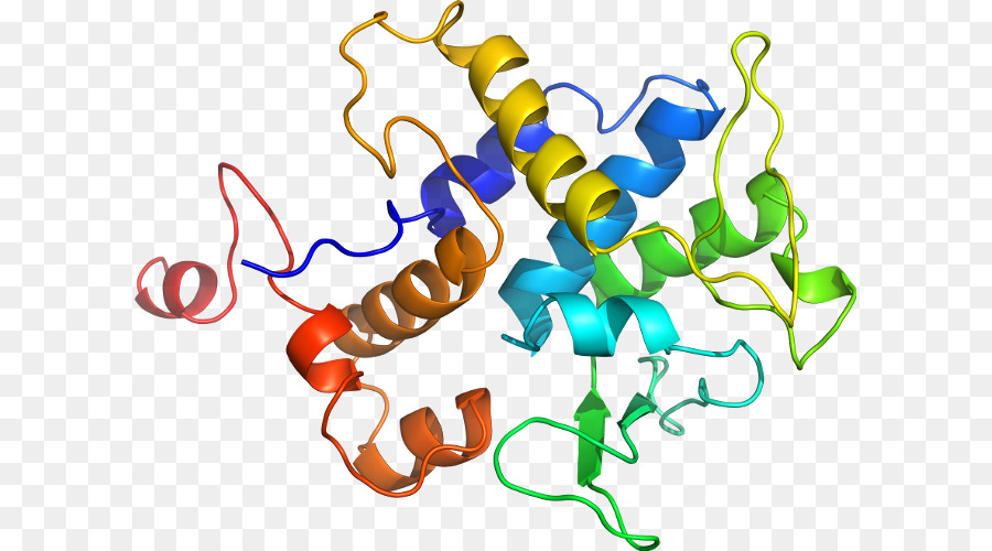 البروتين，الليزوزيم PNG