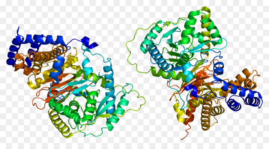 كارنيتين Oacetyltransferase，كارنيتين PNG