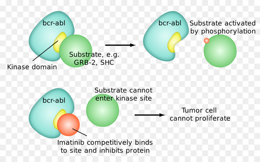 Imatinib，آلية العمل PNG