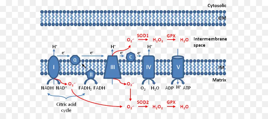 سلسلة نقل الإلكترون，الميتوكوندريا PNG
