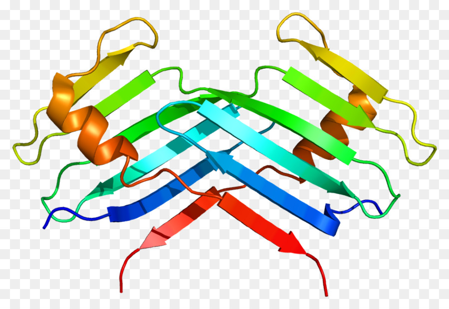 Plk4，البروتين PNG