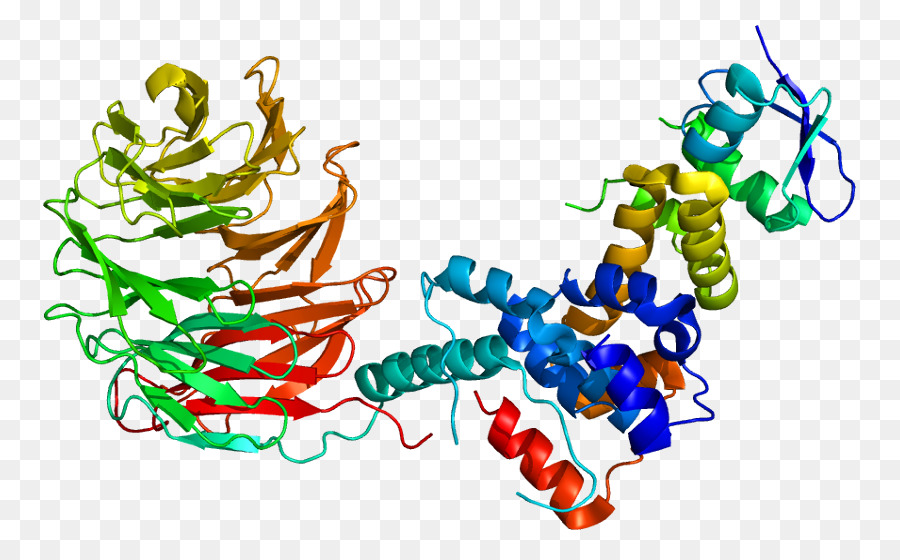 Fbxw7，البروتين PNG