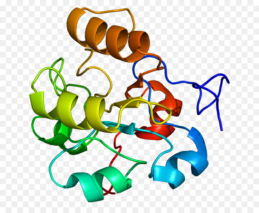 Dusp6，البروتين PNG